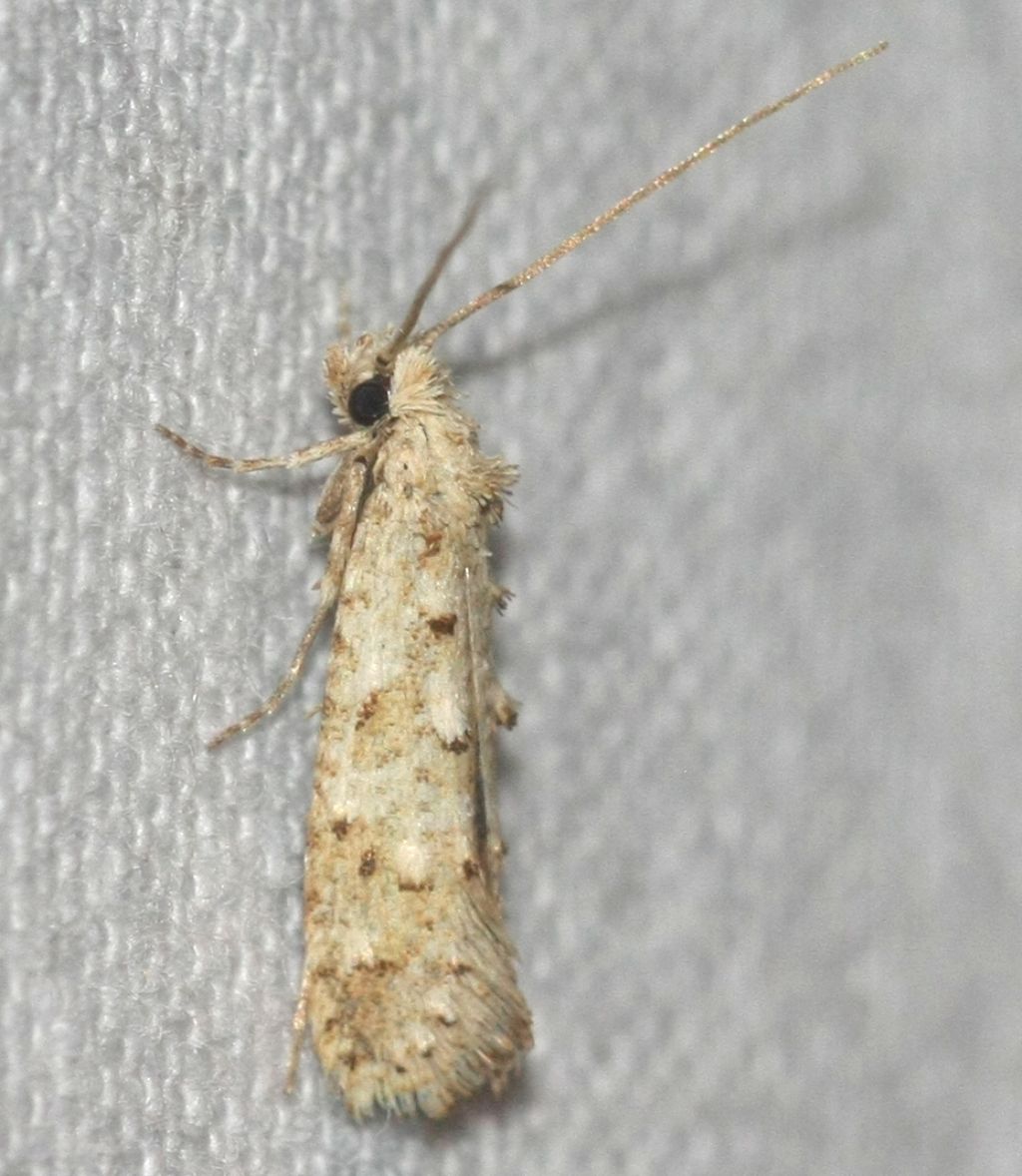 Small beautiful moth of Crete: species name? Hapsifera luridella (Tineidae)
